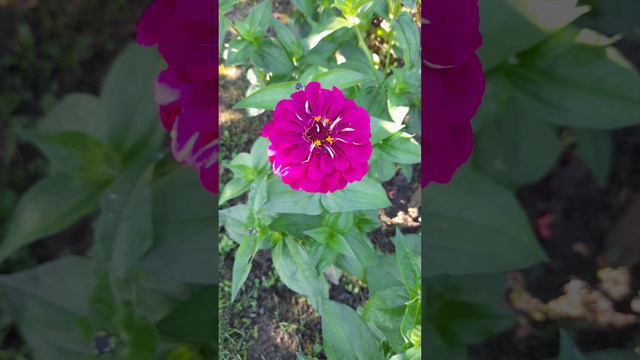 Лето- ты чудесно