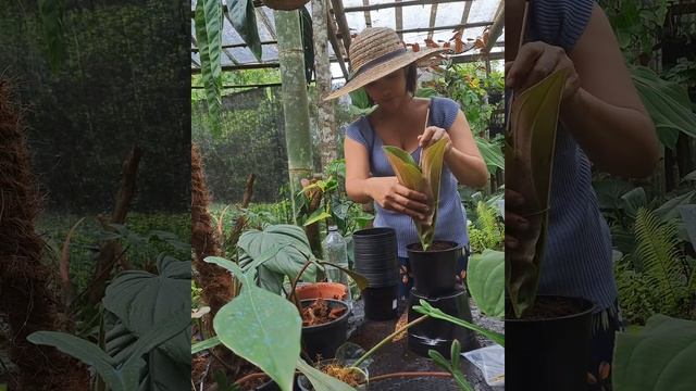 Medinilla Magnifica Propagation #aroidlover #aroidjungle #magnifica #medinilla смотреть онлайн