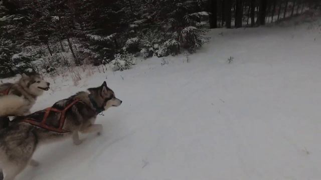 Каникросс с аляскинскими маламутами.