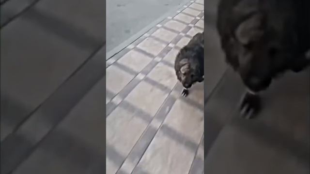 собаки неожиданно гонятся за самокатом смотреть онлайн