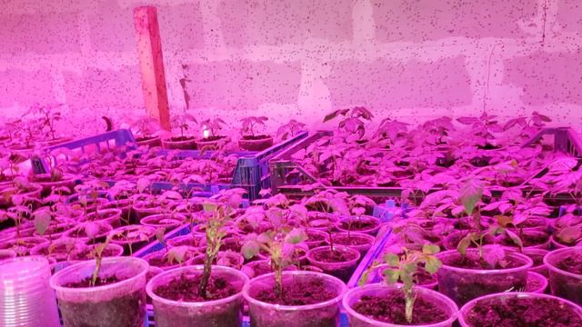 Состояние саженцев ежевики и малины на 28 марта 2024г. смотреть онлайн