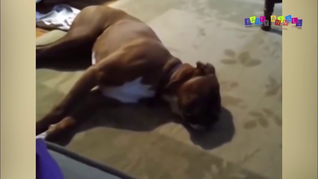 Подборка приколов с животными. Смешные коты, собаки. смотреть онлайн