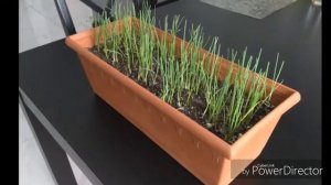 Лук-порей. Уход за рассадой.