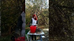 Розы.Обработка перед посадкой.