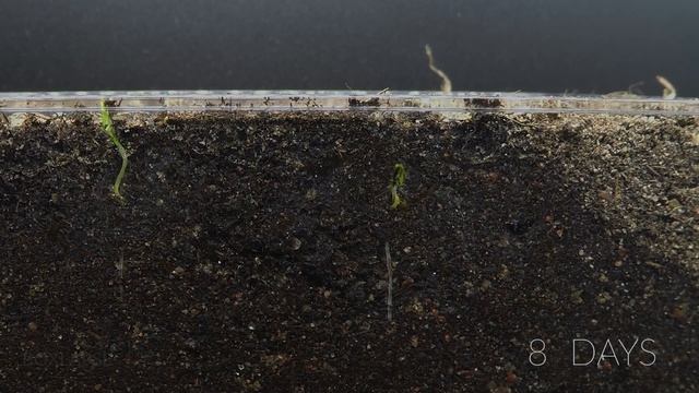Fungus Gnat Larvae Eating Carrot Time Lapse смотреть онлайн