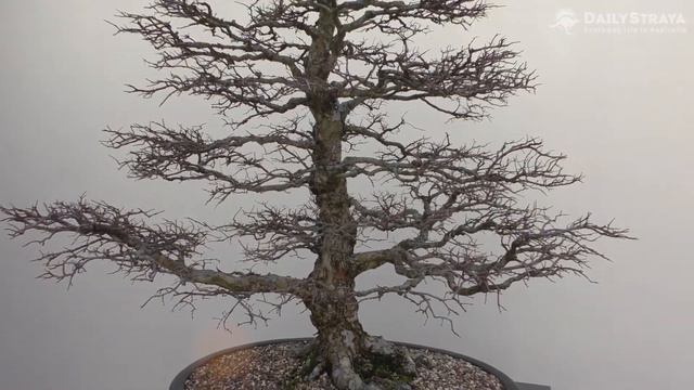 National Arboretum Canberra смотреть онлайн
