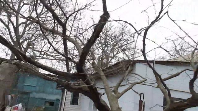 ОБРЕЗКА ЗАПУЩЕННОЙ АЛЫЧИ. До и после обрезки. смотреть онлайн