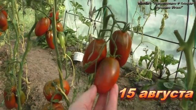 Вкусный томат Сосулька черная пойдет и в консервы и в салат смотреть онлайн