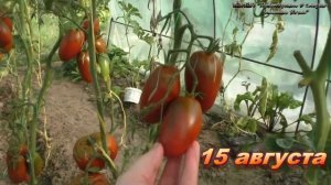 Вкусный томат Сосулька черная пойдет и в консервы и в салат