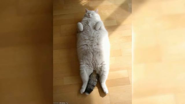 ПОЗДРАВЛЕНИЕ С ДНЁМ КОШЕК/ 8 АВГУСТА ВСЕМИРНЫЙ ДЕНЬ КОШЕК / МУЗЫКАЛЬНАЯ ОТКРЫТКА смотреть онлайн