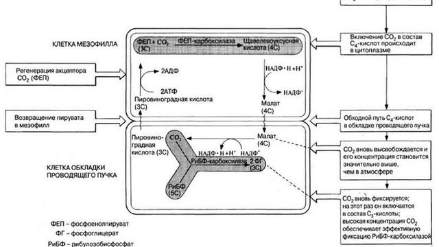 С4 растения