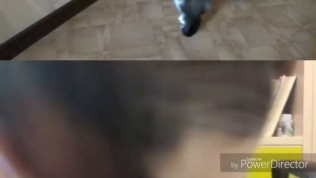 Клип: Имя 505/ Вася+Мери;3/with cats😸😻😽 смотреть онлайн