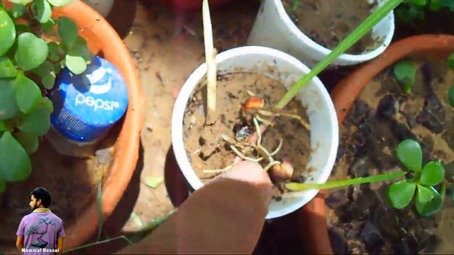 एक बल्ब से ढेरो बल्ब कैसे उगाये /How to Grow Gladiolus Baby Bulb -8th July 2017/Mammal Bonsai смотреть онлайн