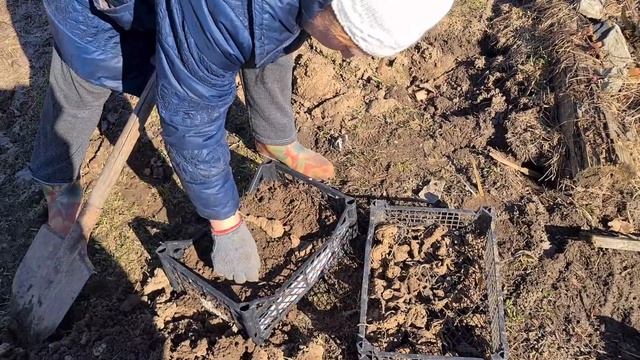 Огородник в деле // Сажаем чеснок, цветы, зелень // Жизнь в деревне