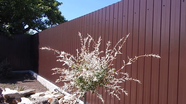 Краснеют помидоры в мае, да ну на смотреть онлайн