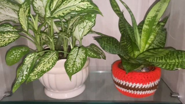 Plantas para dentro de casa смотреть онлайн