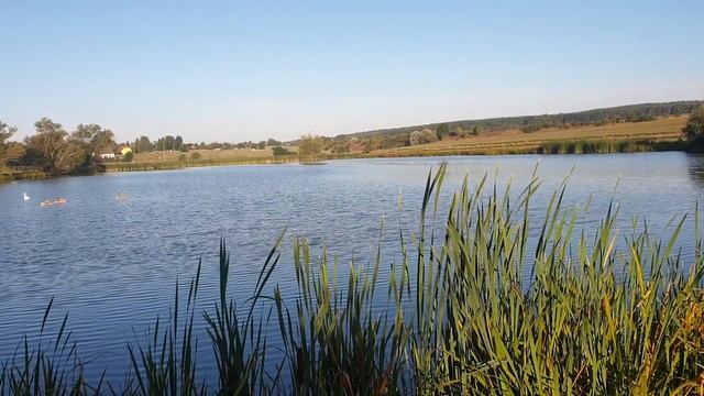 #Красивая #природа. #Гуси #утки #лебеди. смотреть онлайн