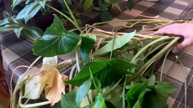 Как реанимировать СИНГОНИУМ смотреть онлайн