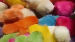 Копия видео «Разноцветные цыплята»
