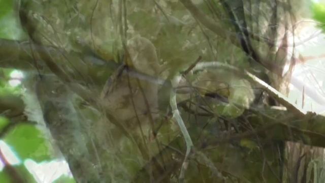 Ушастая сова в рязанском парке смотреть онлайн