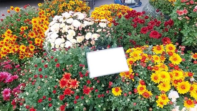 Мой Солигорск. Региональная осенняя ярмарка. смотреть онлайн