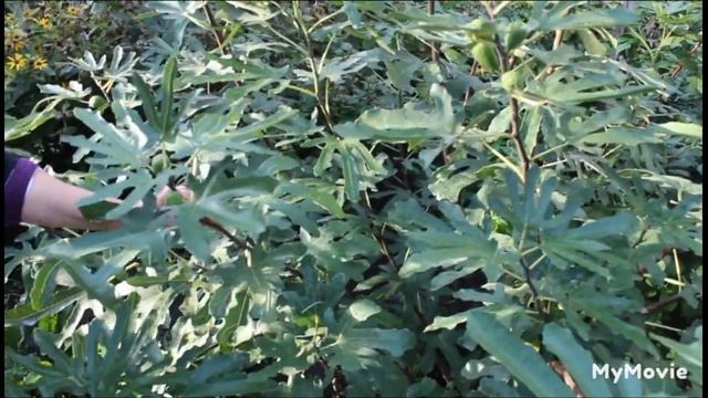 Я в восторге  от инжира .Урожай второго года,Украина