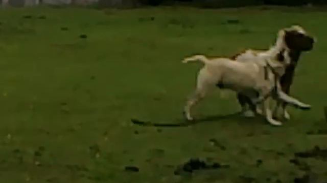 Bullmastiff and Shetland Pony смотреть онлайн