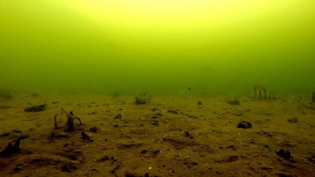 Судак и окунь/Джиг/Подводные съемки смотреть онлайн