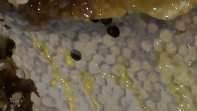 Мёд в сотах - полезнейший продукт. смотреть онлайн