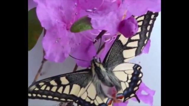 багульник смотреть онлайн