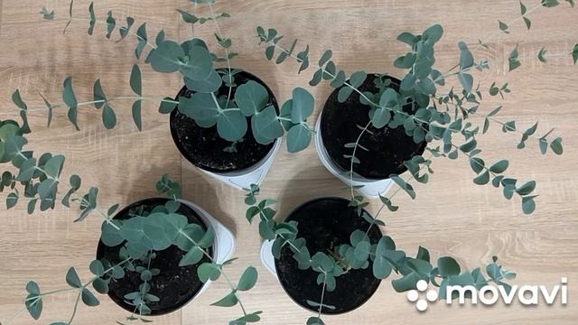 Эвкалипт. Уход за эвкалиптом. смотреть онлайн