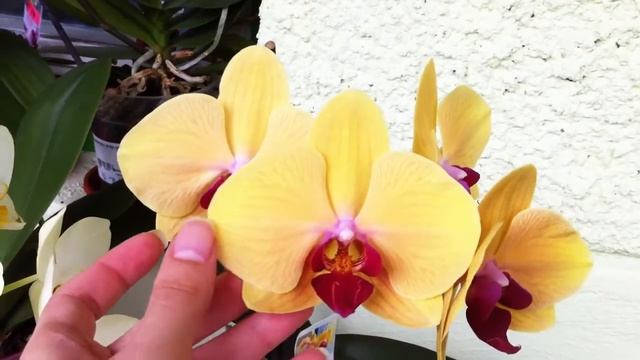 Phalaenopsis Golden Beauty Orchid in full bloom смотреть онлайн