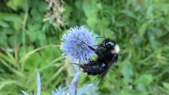 Шмель на цветке синеголовника смотреть онлайн