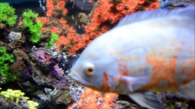 астронотусы и флауэр хорн в 600 литрах the Cichlidae and flower horn 600 litres смотреть онлайн