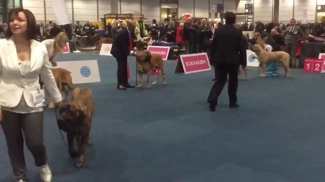 World Dog Show Leipzig 2017 FILA BRASILEIRO JUNIOR CLASS смотреть онлайн