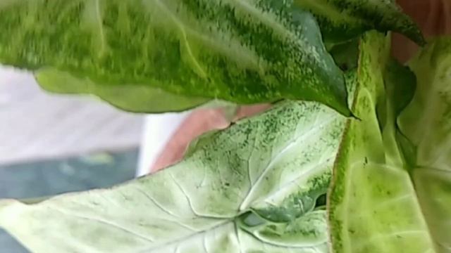 All About Syngonium/Arrow Head Plant|| Care And Propagation||सिंगोनियम के बारे मे पूरी जानकारी