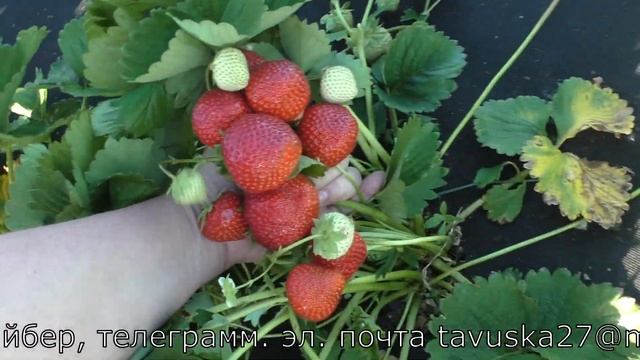 ЛИМАЛЕКСИЯ среднеспелый сорт клубники с растянутым плодоношением смотреть онлайн