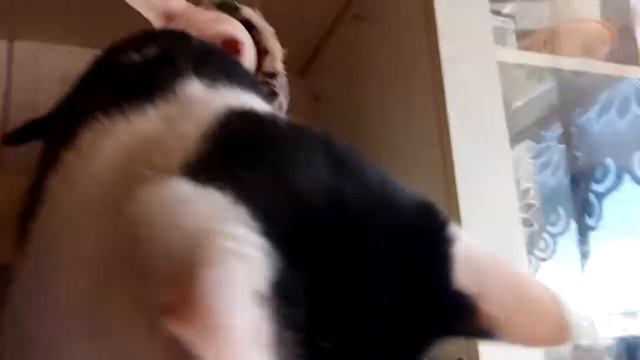 Кот греется на батарее смотреть онлайн