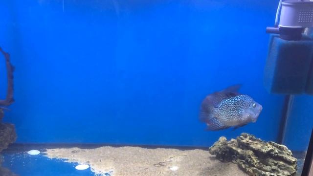 Фловер Хорн дерется с Брюликом. Кто победит? смотреть онлайн