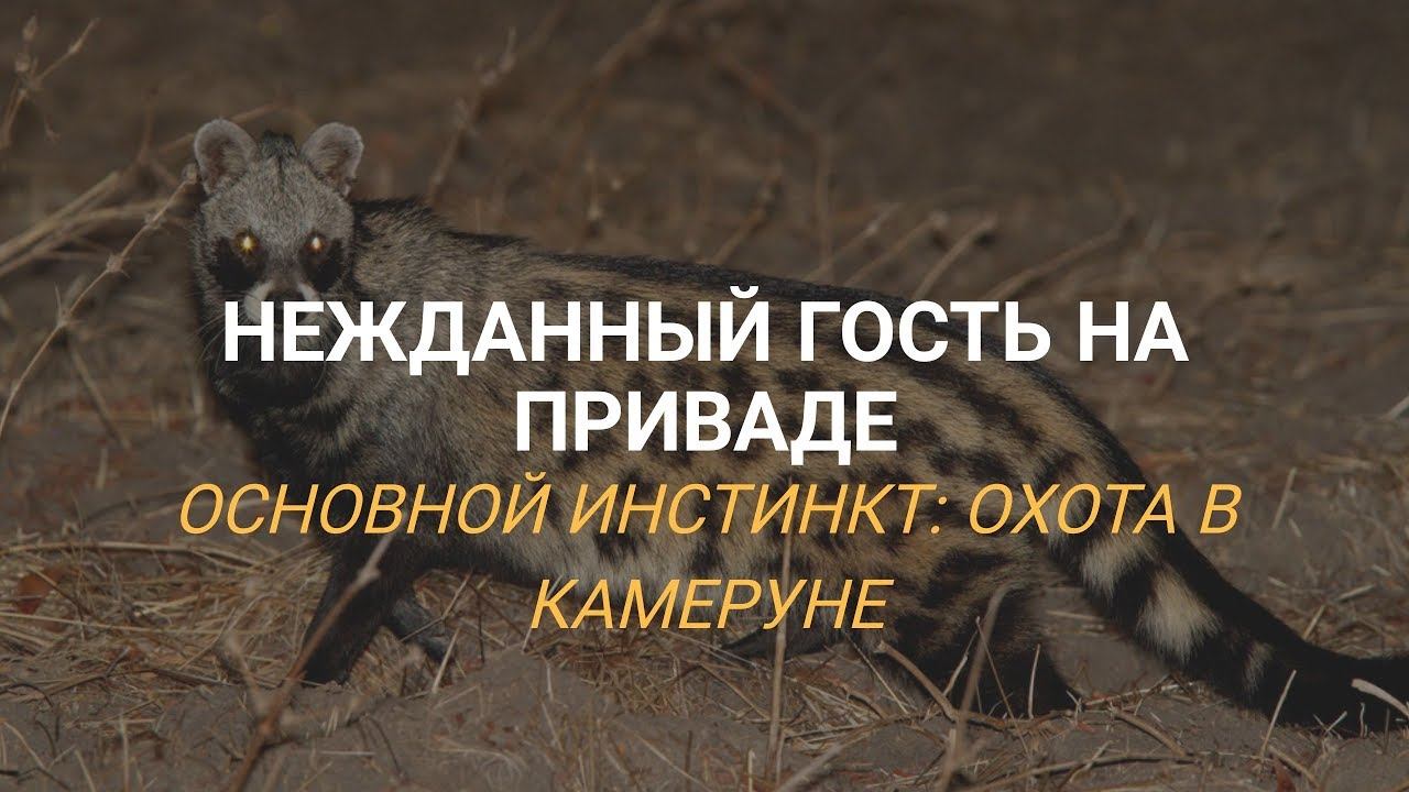 Охота в Камеруне: НЕЖДАННЫЙ ГОСТЬ! Часть 8