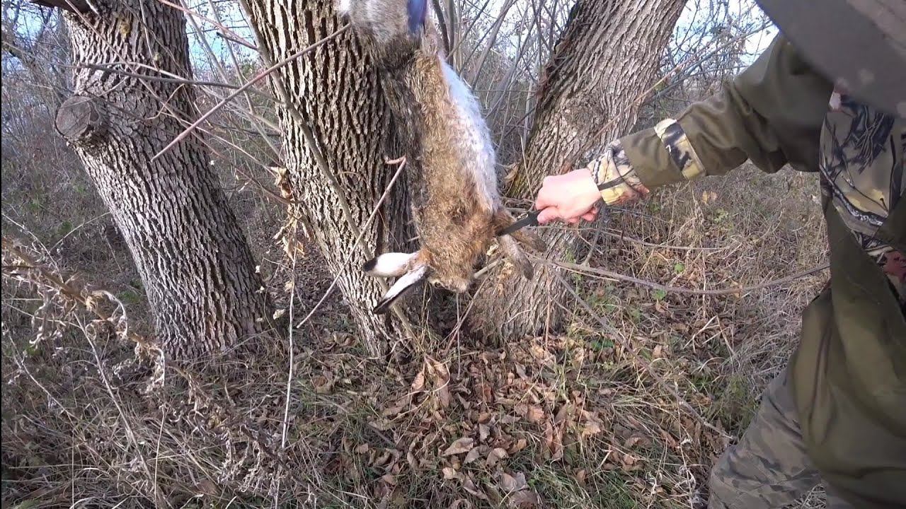 ВОТ ЭТО ЗАЯЦ! Охота с Курцхааром. ТОЗ-34 смотреть онлайн