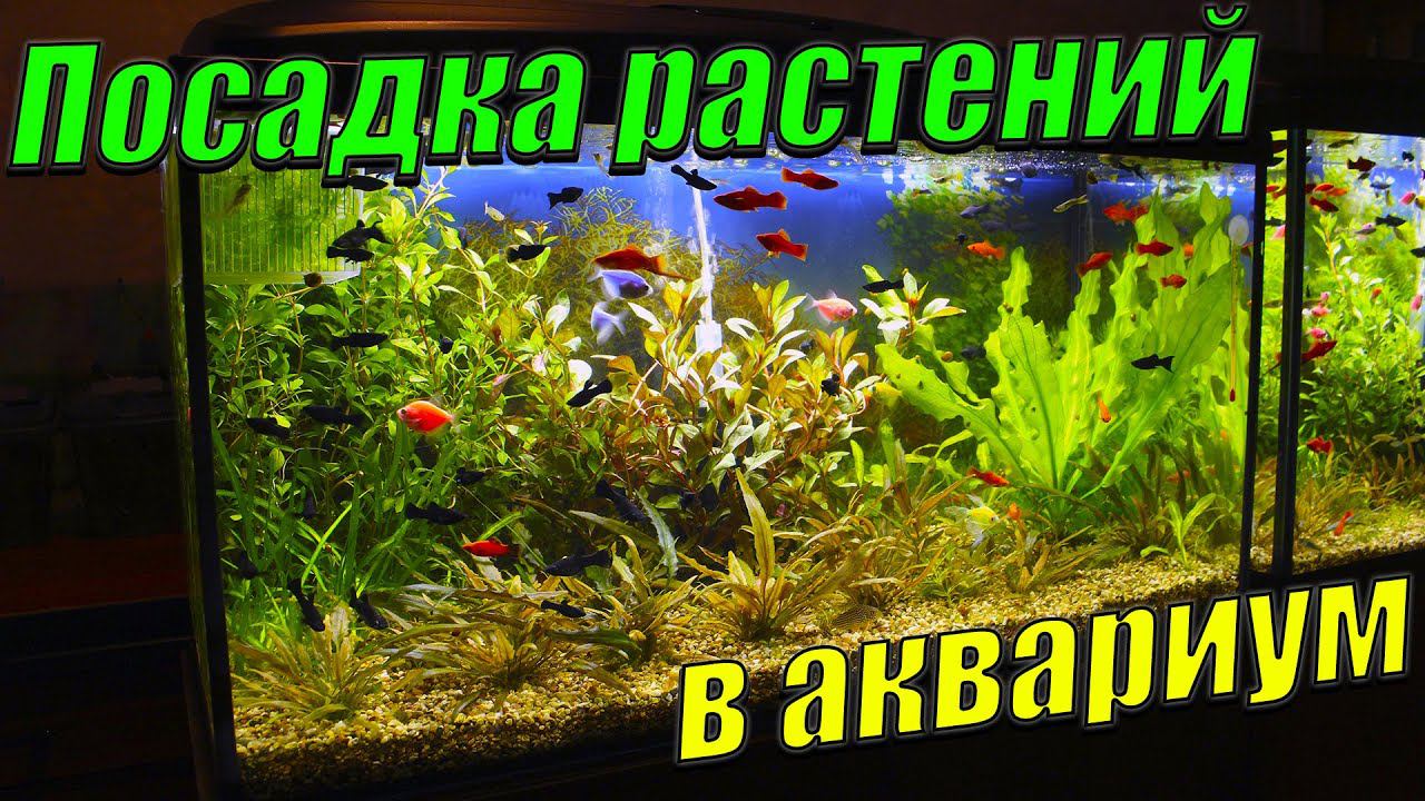 Посадил аквариумные растения из теплицы в аквариумы! смотреть онлайн