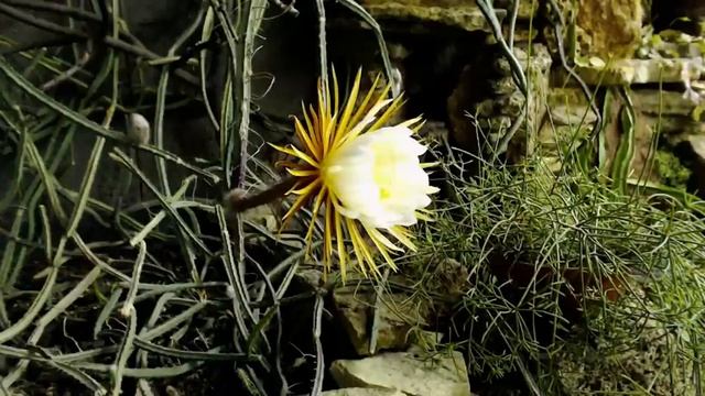 Царица ночи в botsad_spb 3.06.16 смотреть онлайн