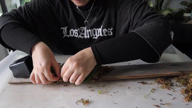 Putting My Scindapsus Snake Scale On A Plank 🐍🪴