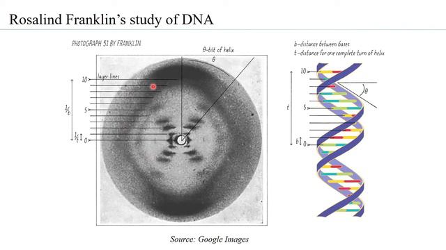 Rosalind Franklin's DNA studies смотреть онлайн