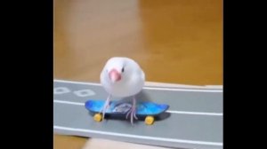 смешные животные (подборка №5) попугайчики [HD]
