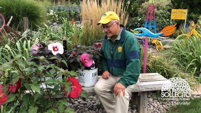 Hardy Hibiscus: The Easiest Way To Give Your Garden That Pop Of Color смотреть онлайн