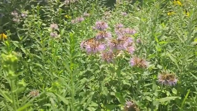 Wild Bergamot - Monarda fistulosa in bloom at Ion Exchange смотреть онлайн