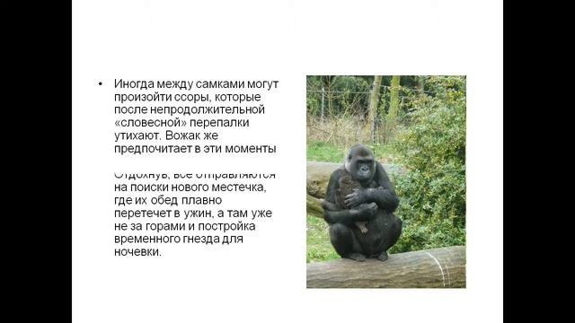 Гориллы смотреть онлайн