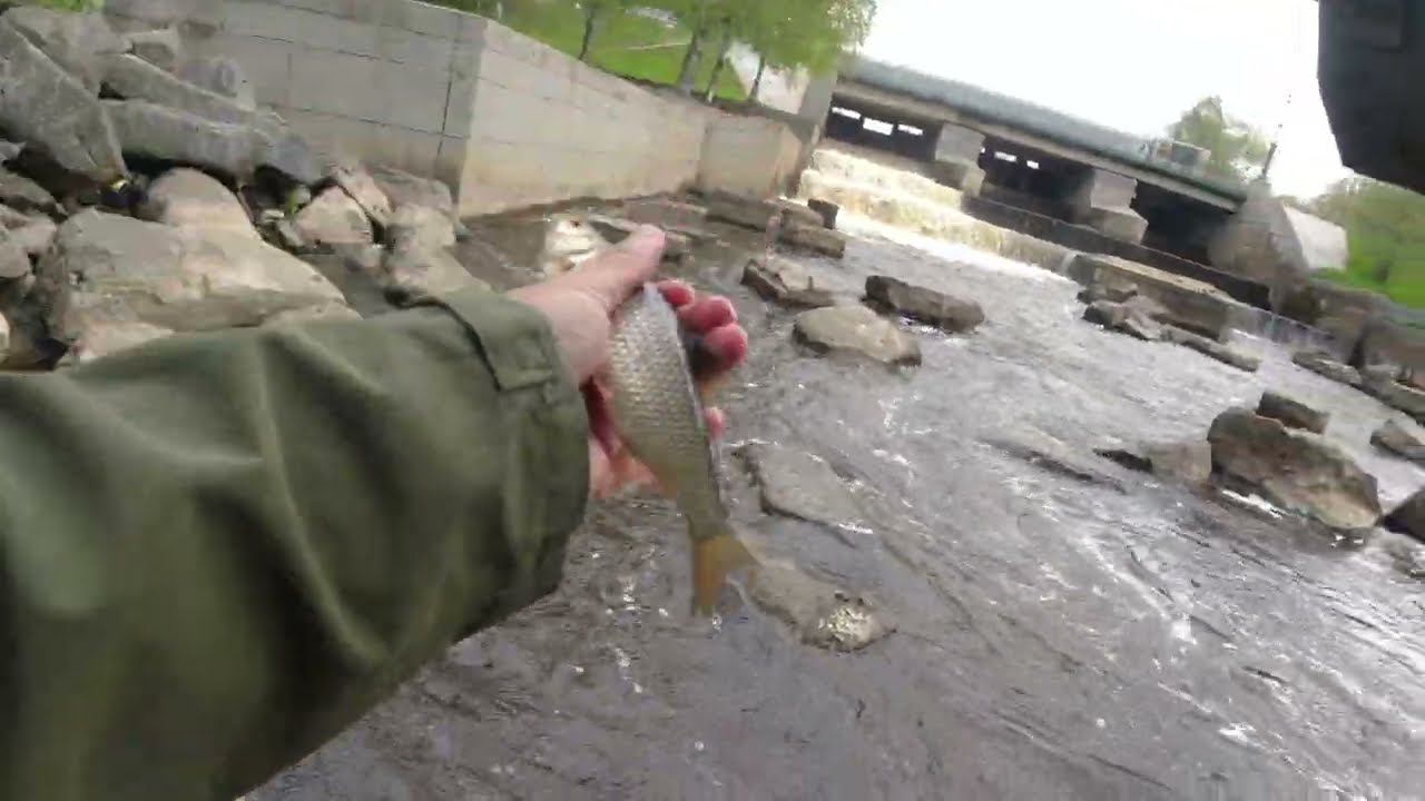 #492 #мормышинг | Да сколько тут рыбы??? | Рыба на каждом забросе | смотреть онлайн